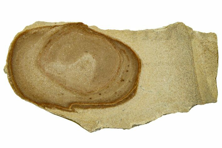 Polished Devonian Domal Stromatolite Slab - Russia #365085